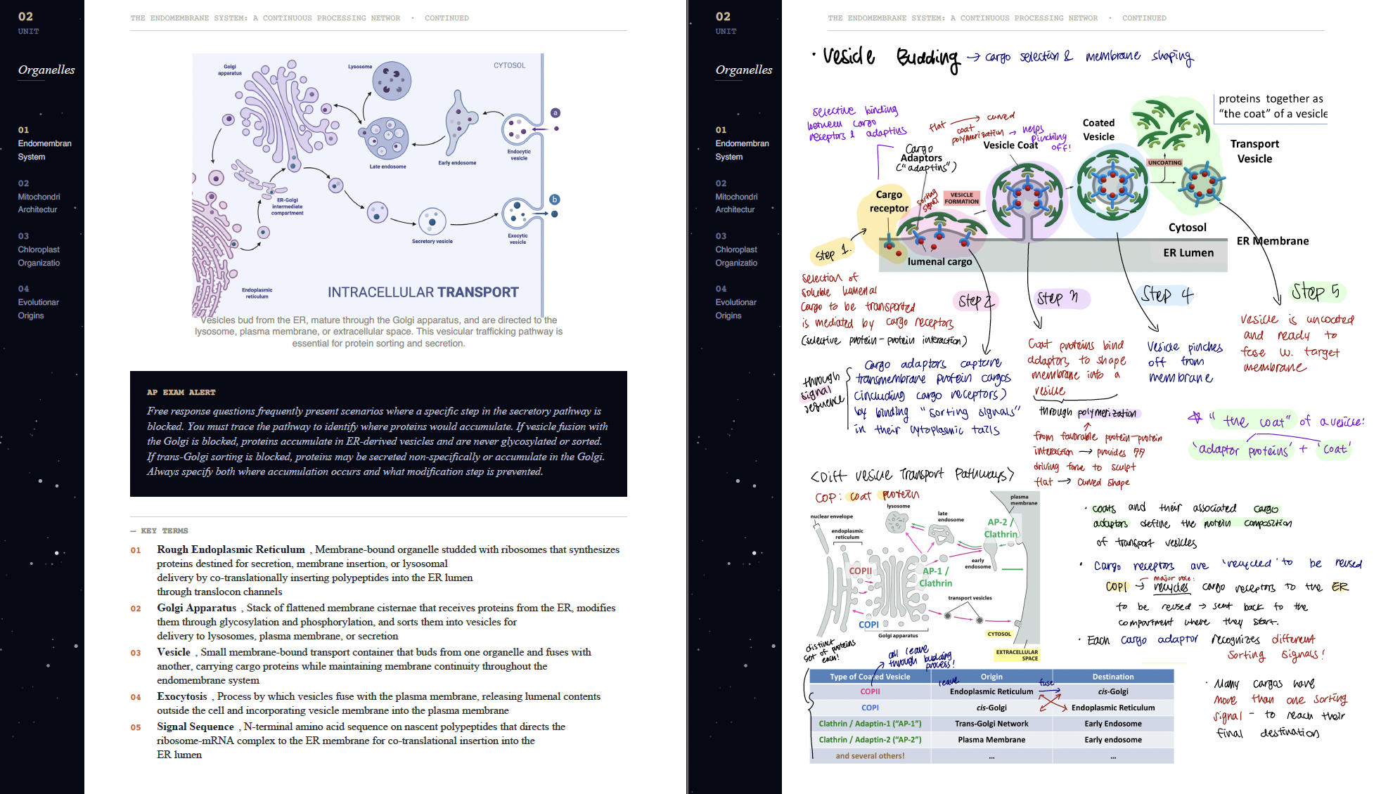 Vesicle Budding, decoded